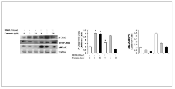 지방 줄기세포내 H2O2에 따른 DNA 손상 복구 효율