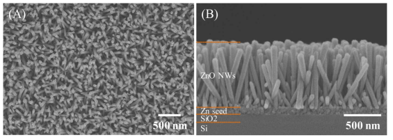 ZnO NWs의 SEM 측정 결과 (A) 평면, (B) 단면