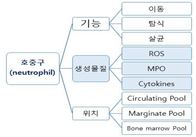 호중구의 역할 및 주변세포와의 상호작용