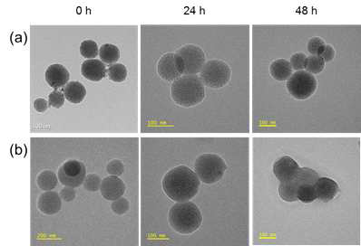 구형 오가노실리카나노입자의 생분해성 실험 (a) TEOS+DMDES (b)TEOS+BTES, 글루타티온 (GSH)이 처리된 후 0, 24, 48시간 후