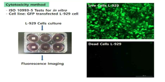 GFP transfected L-929 cell line에 메쉬를 넣은 후 Fluorescence imaging을 이용하여 생체독성 분석
