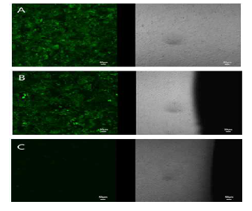메쉬의 생체적합성 실험 결과. A. control, B. 케이티메드사에서 개발되어 천식 치료용 네뷸라이져에 사용되고 있는 메쉬, C. 프로토타입에 사용된 메쉬. Fluorescent microscopic image (좌), Bright filed image (우). 케이티메드사에서 상용화되어 천식 치료용 네뷸라이져에 사용되고 있는 메쉬의 생체 적합성은 대조군과 비슷하게 세포독성이 없으나, 점성이 높은 안약 분무를 위해 프로토타입에 사용되고 있는 메쉬의 경우 세포독성이 존재하였음