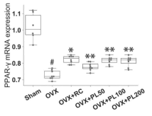 The effect of PL on PPAR-γ mRNA expression in OVX rats