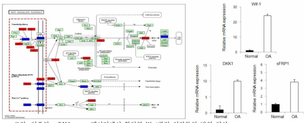 기존의 mRNA array데이터에서 확인한 Wnt관련 인자들의 발현 양상