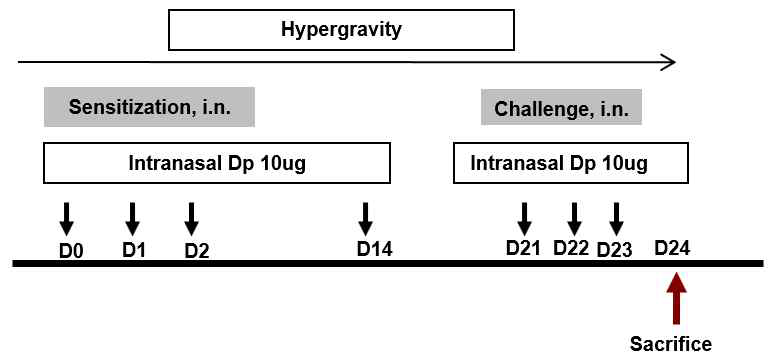 집먼지 진드기 항원(Dp)을 이용한 천식 유발 및 지속적 고중력 노출 위한 protocol 요약