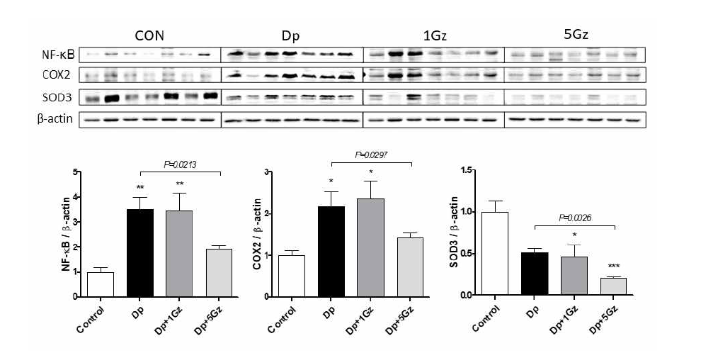 고중력 노출에 따른 NF-κB, COX-2, SOD 단백발현 양상의 변화를 연구하기 위한 Western blot
