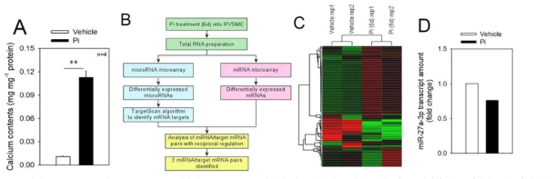 마이크로RNA array와 mRNA array를 이용한 miRNA/target 유전자 발굴 (A) 혈관 평활근 세포에 Pi 처리에 따른 석회화 모델 확립 (B) 혈관 석회화 모델에서 miRNA/target 유전자 발굴 과정 (C) 마이크로RNA array 결과에서 Gene tree 분석 (D) 혈관 석회화 유도 세포에서 miR-27a-3p 발현 확인