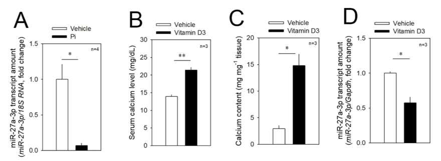 석회화 유발 모델에서 miR-27a-3p 발현 감소 확인 (A) Pi을 처리한 혈관 평활근 세포에서 miR-27a-3p 발현 감소 (B) vitamin D3에 의해 석회화 유도한 쥐의 serum에서 Ca level 증가 확인 (C) vitamin D3에 의해 석회화 유도한 쥐에서 혈관 석회화 확인 (D) Vitamin D3에 의해 유도된 혈관 석회화 모델에서 miR 27a-3p 발현 감소 확인