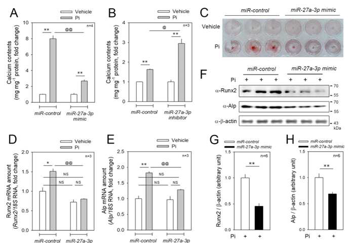 miR-27-a-3p mimic에 의한 석회화 차단 효과 (A) 혈관 평활근 세포에 Pi에 의해 유도된 석회화가 miR-27a-3p mimic에 의해 차단 확인 (B) 혈관 평활근 세포에 Pi에 의해 유도된 석회화가 miR-27a-3p 억제제에 의해 석회화 악화 유도 확인 (C) Pi에 의한 혈관 석회화가 miR-27a-3p mimic에 의해 차단됨을 alizarin red S 염색으로 확인 (D-E) 혈관 석회화 유도한 세포에 miR-27a-3p mimic에 의해 Runx2와 Alp mRNA 발현 차단 확인 (F-H) 관 석회화 유도한 세포에 miR-27a-3p mimic에 의해 Runx2와 Alp 단백질 발현 차단 확인