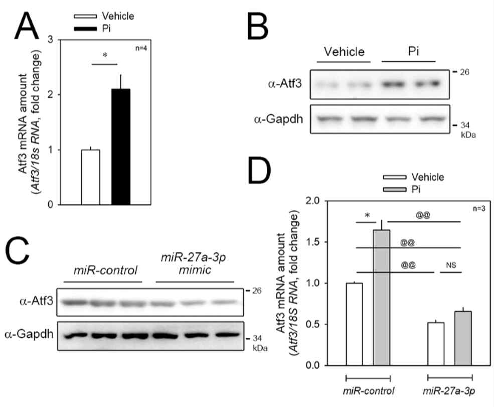 석회화 모델에서 Atf3 발현 확인 (A-B) Pi에 의해 유도된 석회화 모델에서 Atf3의 유전자와 단백질 발현이 증가함 (C) miR-27a-3p mimic를 과발현시켰을 때 Atf3 발현이 감소됨.(D) Pi에 의해 증가된 Atf3 mRNA 발현이 miR-27a-3p mimic에 의해 감소됨을 확인함
