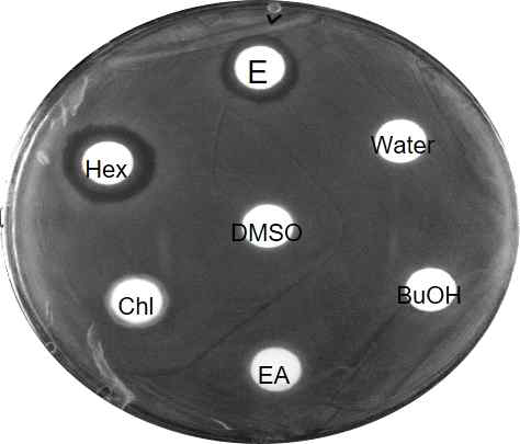 디스크 확산법을 이용한 항균 활성 측정. E, ethanol 추출물; Hex, heaxane 층; Chl, chloroform 층; EA, ethyl acetate 층; BuOH, butanol 층. water와 DMSO는 대조구로 사용되었음