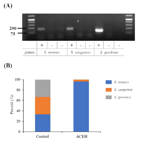(a)혼합배양액에서 각 균주를 측정하기 위해 균주 특이적 올리고머를 합성한 후, 유전자 증폭을 통해 확인함. (b)ACEH의 처리에 의한 혼합배양액 속 각 균주의 생균수 비율 분석
