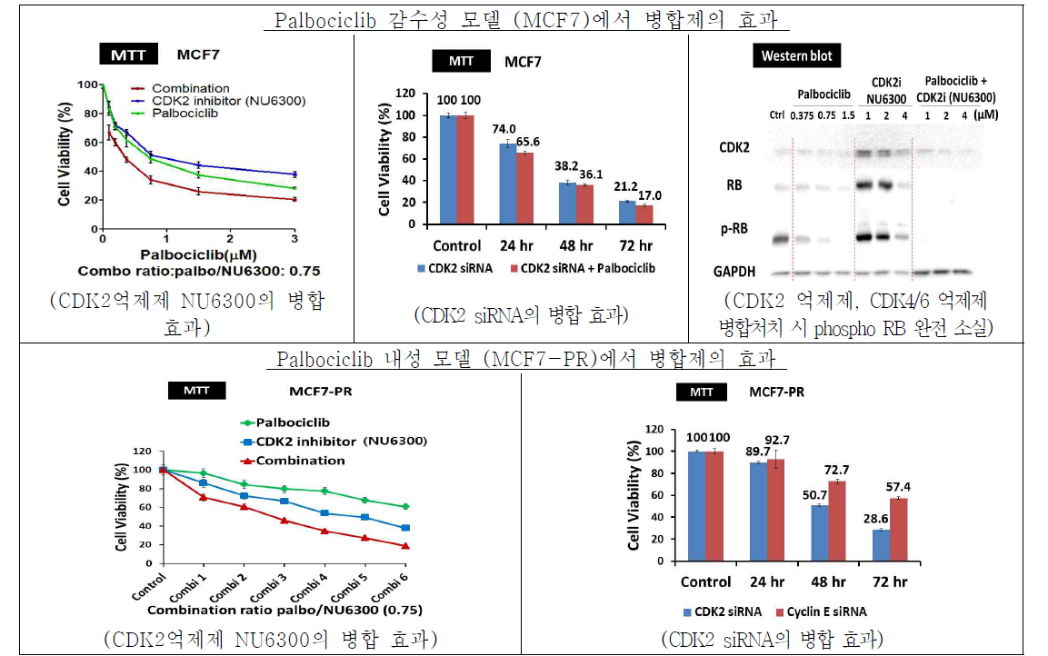 CDK2 억제제와 CDK4/6 억제제 병합제의 상승효과