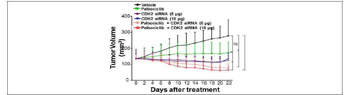 CDK2 siRNA와 palbociclib 병용투여의 in vivo 유효성 평가