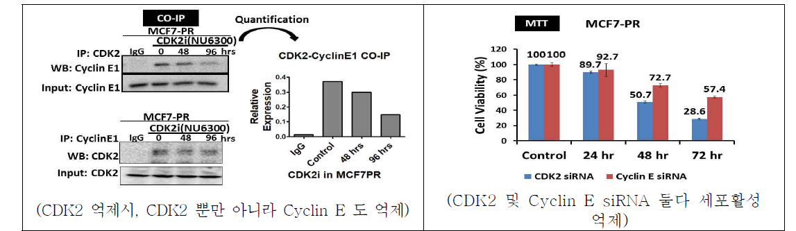 CDK2 억제제에 의한 CDK4/6 억제제의 내성 극복 주기전: Cyclin E 억제