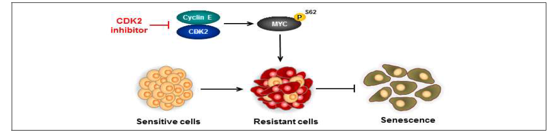 CDK2 억제제의 MYC-senescence pathway 억제 기전