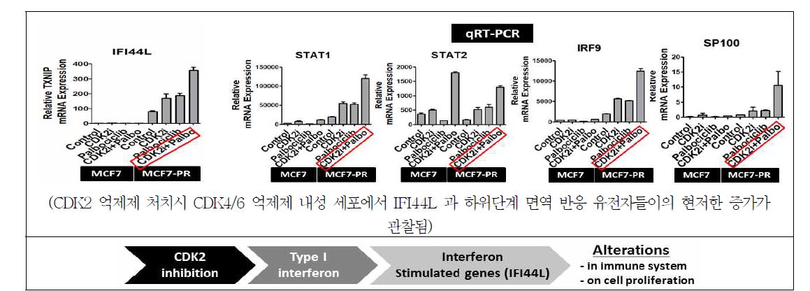 CDK2 억제제에 의한 CDK4/6 억제제 내성 세포에서의 IFN pathway 활성화 기전