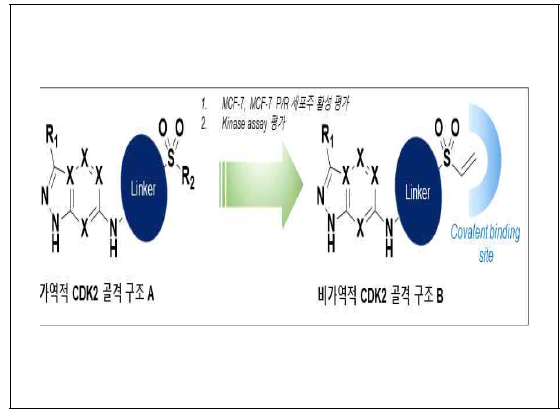 비가역적 CDK2 골격구조 화합물 도출 전략