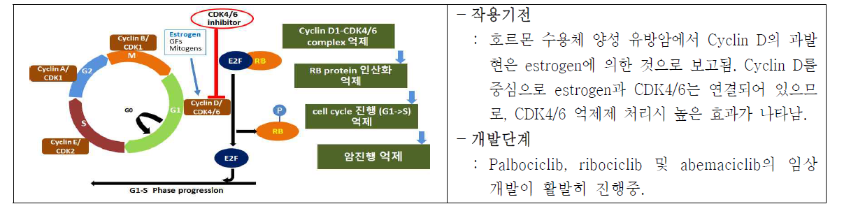 CDK4/6 억제제 작용기전