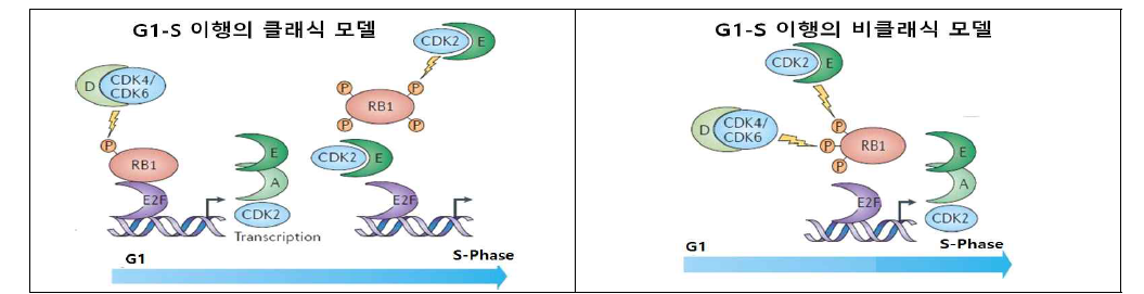 CDK4/6와 CDK2의 교차 신호경로 설명 모델