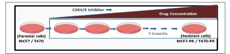 CDK4/6 억제제의 획득 내성 세포주 제작 과정