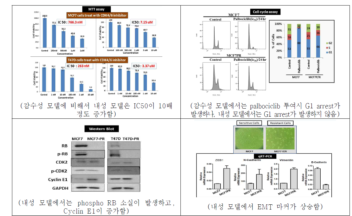 CDK4/6 억제제 내성 모델의 confirmation