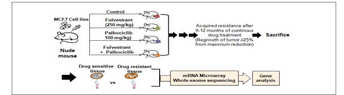 In vivo palbociclib ± fulvestrant 내성 모델