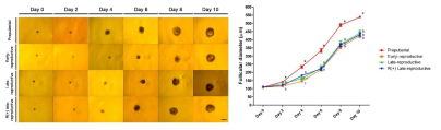 (좌) 생쥐의 주령 및 rosuvastatin 처리 여부에 따른 난포의 성장 (우) 난포 지름 비교