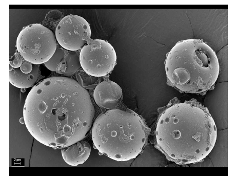 제조된 해수어 질병 예방용 연쇄구균증 PLGA 백신의 전자 현미경 사진