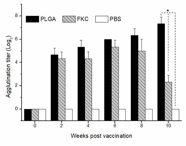 넙치를 대상으로 한 PLGA 백신과 FKC 백신의 응집항체가 비교 결과