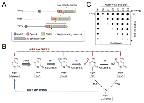 TET 단백질의 기능 및 지방세포 분화과정 중 활성화. A. TET 단백질의 도메인 구조, B. TET 단백질에 의한 메틸화된 사이토신의 연속적인 산화, C. 지방세포 분화과정 중 TET 활성화
