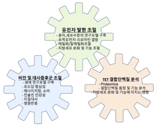 TET 단백질에 의한 DNA 히드록시메틸화가 지방세포 분화 및 기능을 조절하는 분자 기전 연구