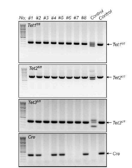 Tet1/Tet2/Tet3 결손 생쥐 제작 및 유전형 확인