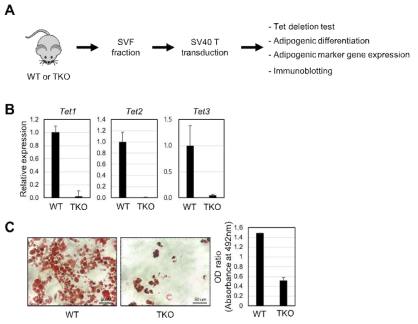 Tet1/Tet2/Tet3 결손에 의한 지방세포 분화 억제