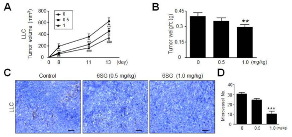 LLC 발암 생쥐 모델에서 6SG의 암크기 성장(A) 및 무게 성장(B) 억제효과와 암내부 신생혈관(빨간색)의 억제효과(C와 D)