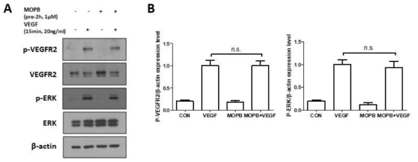 MOPB의 VEGF 유도 VEGFR2 신호전달 체계 활성화 비억제(A and B)