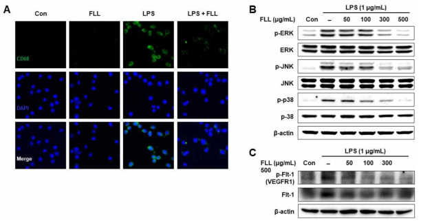 여정자 추출물에 의한 미세교세포에서 LPS 처리로 유도된 M1 표현형 변화 억제(A), 염증성 신호전달체계 억제(B) 및 VEGFR1 인산화 억제(C)