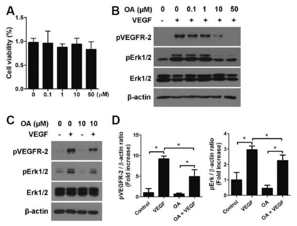 Oeanolic acid(OA)의 세포독성이 없는 농도(A)에서 VEGF에 의해 유도된 VEGFR2 인산화 및 그 하위 신호인 Erk1/2 인산화 억제(B-D)효과