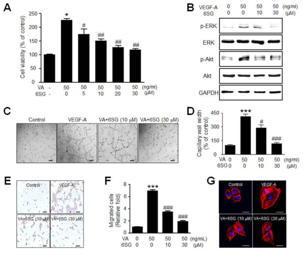 6SG의 VEGF에 의해 유도된 HUVEC에서의 세포성장(A), Erk 및 Akt 인산화(B), 혈관형성(C와 D), 세포 이동(E와 F) 및 세포내 섬유형성 억제(G) 효과