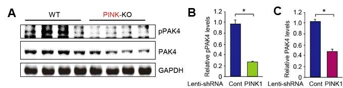 A,B PINK1 단백질 발현이 결핍된 PINK1 Tg mice 뇌조직에서 활성형 PAK4 (phospho-PAK4)단백질과 PAK4 단백질의 발현이 현저히 감소되어 있음을 확인하였음. C 쥐 중뇌-흑질에서 Lenti-shPINK1 를 주입하여 PINK1 단백질의 발현을 감소시킨 후 4주후 형광 면역염색으로 분석을 하였더니 흰 쥐 중뇌-흑질 조직에서 Lenti-control 을 주입한 그룹에 비하여 Lenti-shPINK1을 주입한 쥐의 흑질에서 phospho- PAK4의 발현과 PAK4의 발현이 감소됨을 확인 하였음
