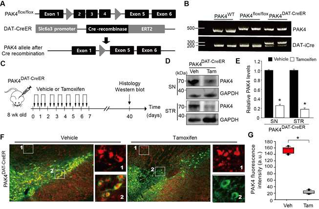 PAK4 flox/flox 마우스와 DAT-Cre 마우스 교배를 통해 특이적으로 도파민 신경세포에서만 PAK4의 단백질이 발현하지 않는 PAK4 조건부(conditional)결손 마우스 (PAK4 DATCreER)를 제작 성공함