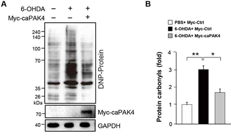 도파민 신경독소인 6-OHDA 처리에 의해 산화적 손상 받은 단백질이 증가되고, active-PAK4(caPAK4)발현에 의해 손상받은 단백질이 감소를 확인함