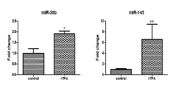 rTPA에 의해 증가된 miR-30b와 miR-145 확인