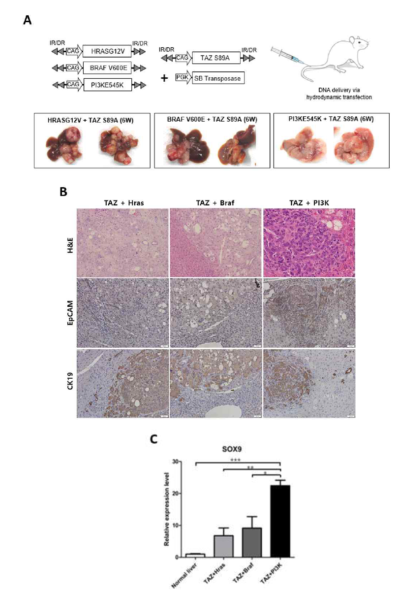 BRAF, PI3K 그리고 HRAS 유전자를 TAZ 유전자와 함께 Hydrodynamic transfection을 이용하여 발현 시킴(그림 1A). MAPK signaling에 해당하는 HRAS, BRAF는 TAZ 조합에서 간세포암을 형성, AKT signaling에 해당하는 PI3K는 TAZ와의 조합에서 간내 담관세포암 형성(그림 1B). 줄기세포 및 biliary cell 표지자로 알려진 sox9 mRNA 발현량이 TAZ와 PI3K 유전자 조합 마우스 모델에서 증가함(그림 1C). 따라서 TAZ 유전자는 다른 종양 유전자와 oncogenic cooperation을 통해서 간암이 발생함을 의미하고, 활성되는 oncogenic signaling의 종류에 따라 암의 발생 기작에 차이가 있음을 나타냄
