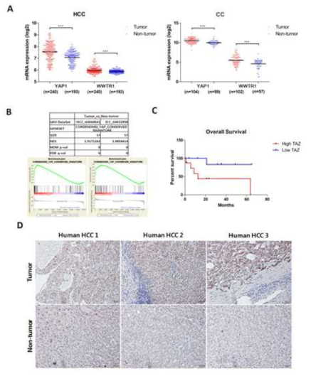 GEO 데이터베이스를 활용하여 HCC와 CC환자의 종양 및 정상조직 내에서 YAP1과 WWTR1의 발현 패턴분석(그림 2A). HCC와 CC환자의 종양 및 정상조직 내에서 YAP/TAZ signaling과 관련있는 유전자의 발현 패턴분석(그림 2B). TCGA 데이터를 활용하여 TAZ 발현량에 따른 환자들의 생존곡선 분석 (그림 2C). 간암 환자의 종양 및 정상조직 내에서 YAP/TAZ 발현정도 비교