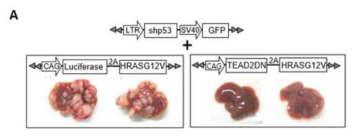 발암과정에서 YAP/TAZ signaling의 역할을 알아보고자 YAP/TAZ 유전자와 binding을 하지만 DNA binding 능력이 없는 dominant negative TEAD2를 사용하여 YAP/TAZ 유전자와 TEAD transcription factor와의 interaction을 저해했을 때 Hras+shp53 간암 마우스 모델에서 간암 발생에 나타나는 암 억제 효과 확인