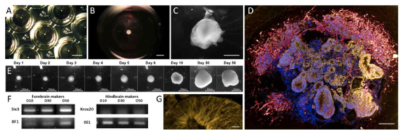 96well 기반 뇌 오가노이드 배양 및 형성 기술 확보