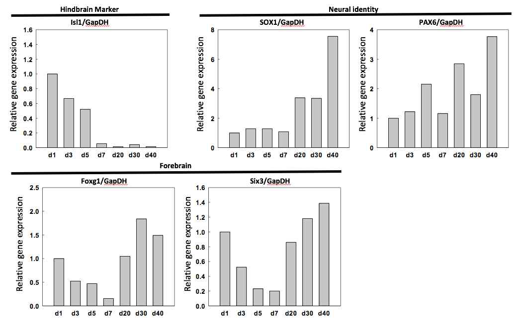 q-PCR을 통한 뇌 오가노이드의 각 시기별 분화 경향성 분석