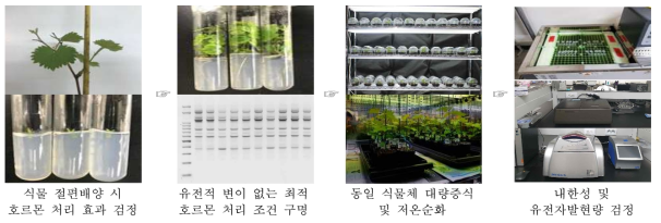 내한성 검정 및 유전자발현량 검정을 위한 주요 실험 과정