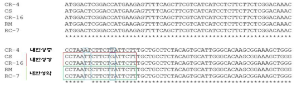 CBF1 유전자의 ORF영역(1~120 구간)에서 내한성의 구분 가능 구간